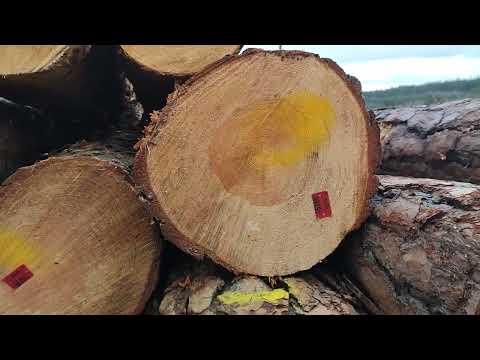 Moonwood - drewno księżycowe. Dlaczego takie marne drewno..?