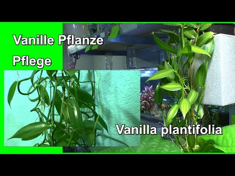Vanille Pflanze echte Vanille. So gelingt Dir die Pflege der Vanilla plantifolia