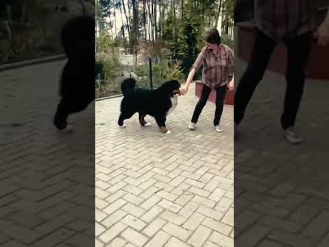 Bernese Mountain Dog puppy for sale