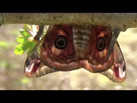 Emperor Moth (1m30)