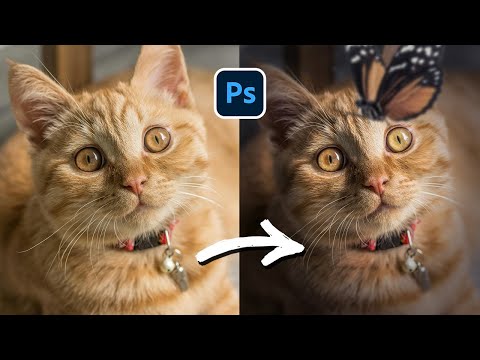 How to Photo Edit Your Cat in Photoshop Like a Pro!