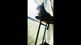 猫の日向ぼっこ/Cat sunbathing