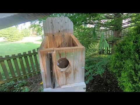 Tim talks about baby bluebirds leaving the nest, fledging.