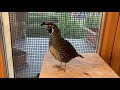 My pet male California quail Harem is becoming quite aggressive! 😬😫🐦