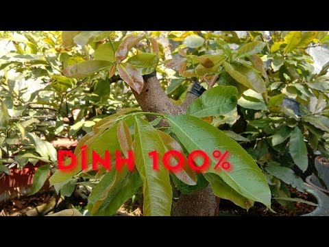 LP508. Chia sẻ kinh nghiệm ghép mai mùa lạnh sống 100%.