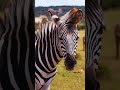 Z is for Zebra!