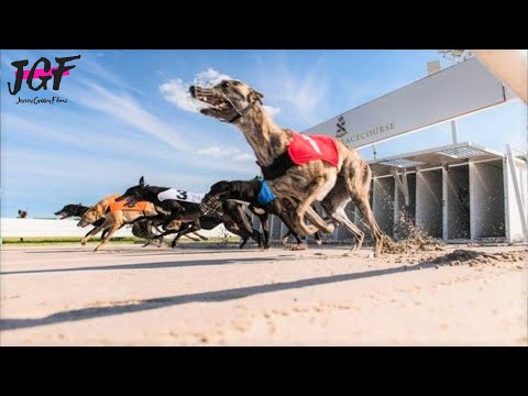 Australian Dog Racing - Greyhounds Track Race