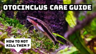 OTOCINCLUS CATFISH CARE GUIDE ! Why They Die ? Which Algae they eat ?