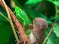 marmoset fascinated by a bug