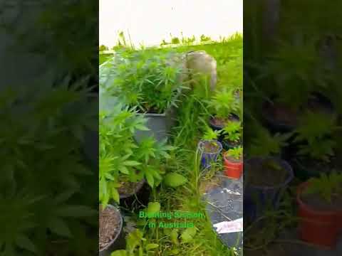 Budding Season For Cannabis In Australia (South East Coast)