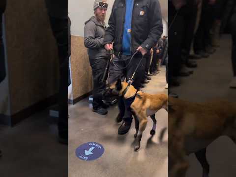 K9s Meko & Astrid Go Home After Being Stabbed by Suspect! They will make full recoveries.