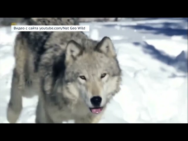 В Иркутской области  увеличилась численность волков