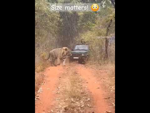 huge tiger from Central India