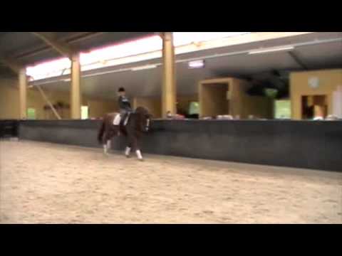 Benjamin De La Vigne Cepo stoeterij