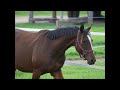 Top ponette 3 ans pour Dressage et CCE