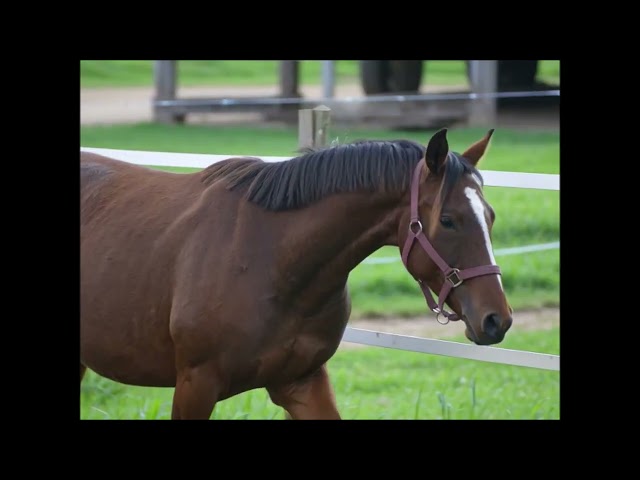 Top ponette 3 ans pour Dressage et CCE