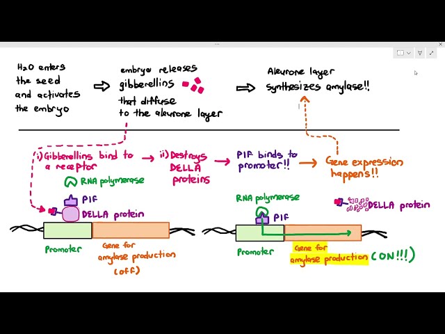 Understanding Gene Expression in Eukaryotes: The Role of Transcription ...