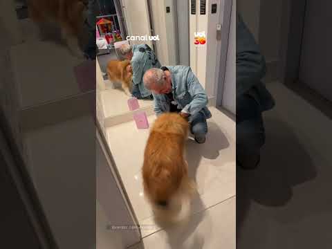 Cachorrinha vai à loucura ao ouvir “nome” de seu parente favorito