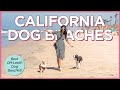 The 6 Best Off-Leash Dog Beaches in Southern California