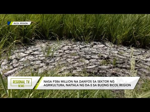 Regional TV News: Nasa P386 million na danyos sa sektor ng agrikultura, naitala sa buong Bicol