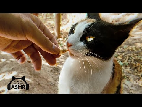 , title : 'POV: Cute Calico Kitty Eating Chicken In my Hand 🐾😻🔊🤌🍗👅 Satisfying YumYum ASMR'