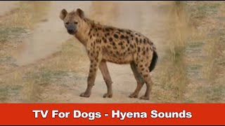 TV For Dogs - Hyena Sounds