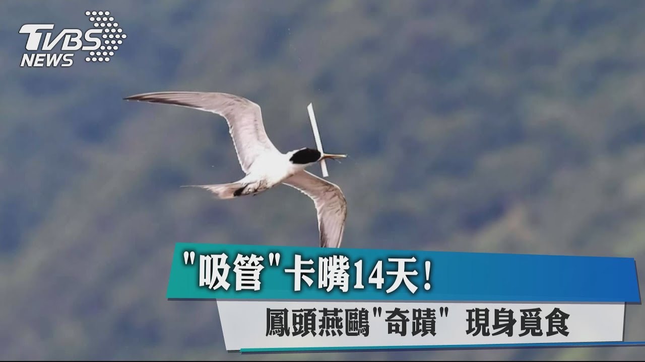 「吸管」卡嘴14天! 鳳頭燕鷗「奇蹟」現身覓食