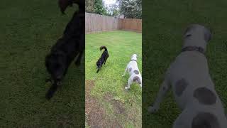 Video preview image #1 Canaan Dog-Unknown Mix Puppy For Sale in HOUSTON, TX, USA