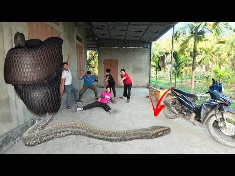 Brave Experts Rescue Ethnic Girl from Anaconda in Abandoned House