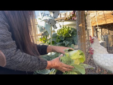 1月 おうちで小さな菜園ツアー…