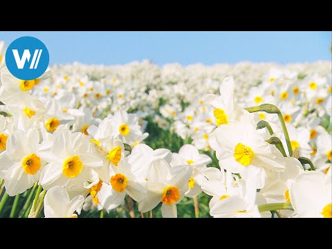 The Daffodil Island off Cornwall (360° - GEO Reportage)
