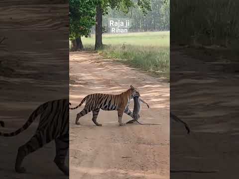 Raja ji National park jungle safari
