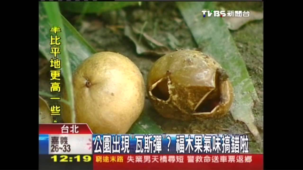 公園出現「瓦斯彈」？　「福木果氣味」搞錯啦！