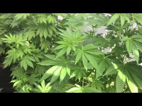Shelter Logic Greenhouse Cannabis Grow