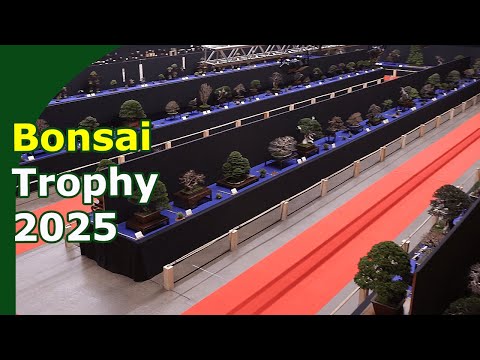 Bonsai Trophy 2025