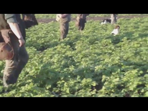 Falknerei Beizjagd Habicht /Goshowk