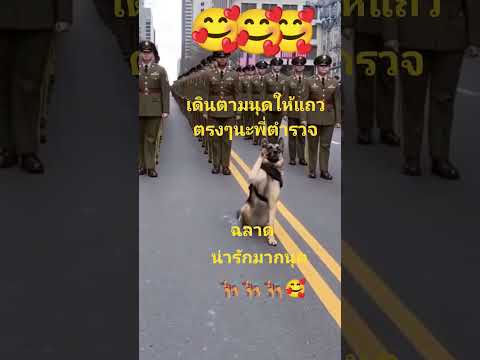 เดินตามนุดแถวตรงๆนะพี่ตำรวจ🐕‍🦺🥰 #สุนัขตำรวจ #สุนัขแสนรู้ #สุนัขน่ารัก #สัตว์โลกน่ารัก #funny #duet