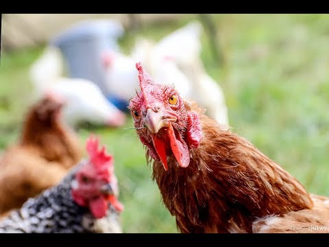 Gnadenhof in Giesel: "Wir retten Hühner vor der Schlachtung"