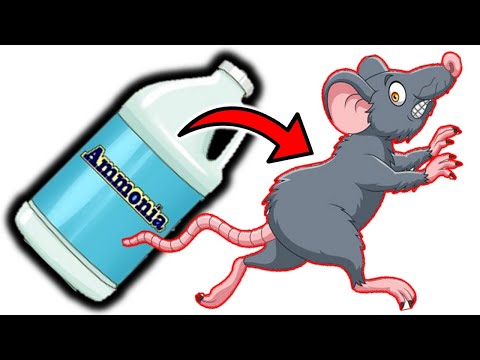 Eliminate Rats for Good: Ammonia as Your Secret Weapon