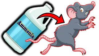 Eliminate Rats for Good: Ammonia as Your Secret Weapon