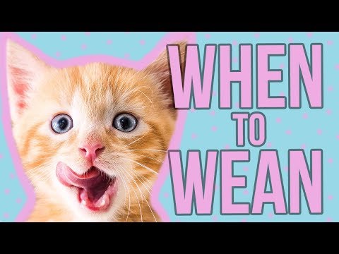 When Can A Kitten Eat On Her Own? - YouTube