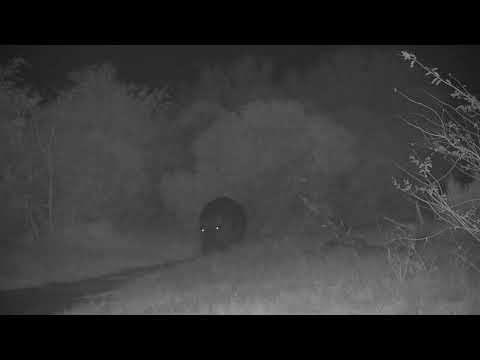 Djuma: Hippo arriving at the dam - 04:41 - 09/18/2023