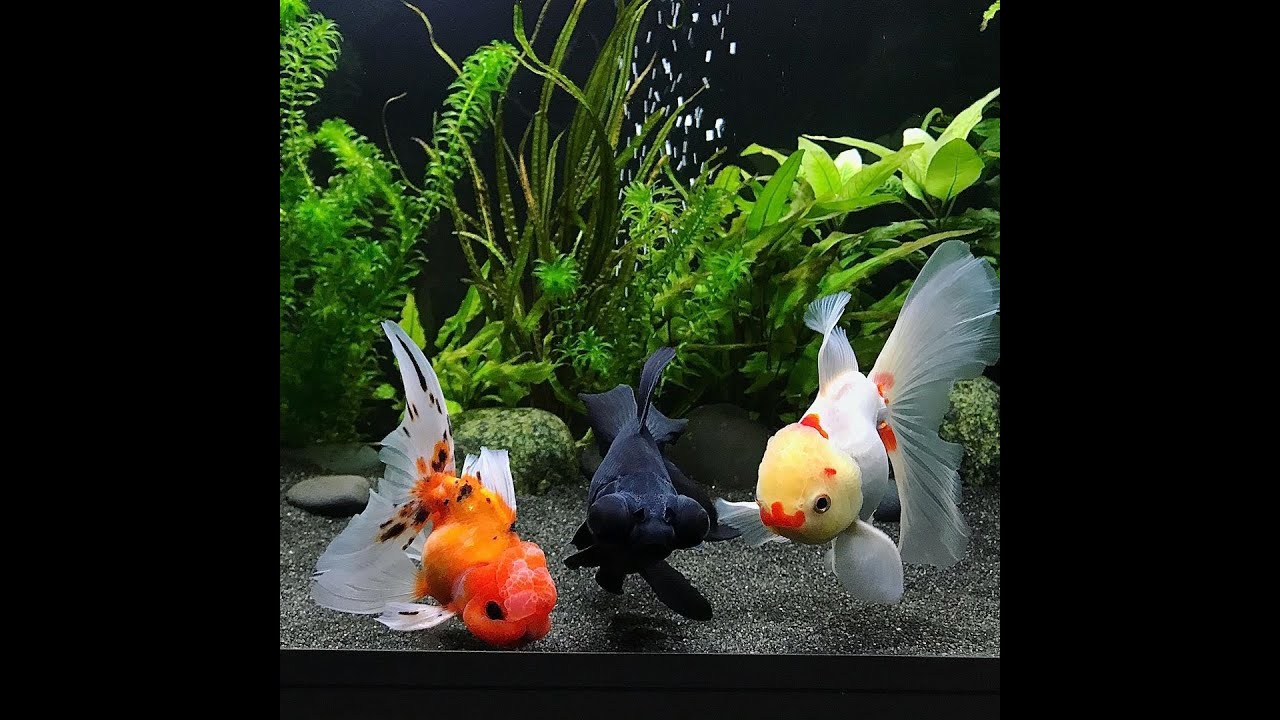 Jenis Ikan mas koki cantik yang wajib di pelihara