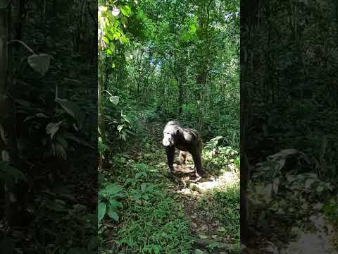 Chimp stands up
