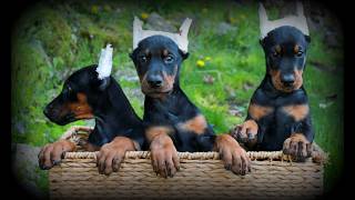 Video preview image #1 Doberman Pinscher Puppy For Sale in NEWMANSTOWN, PA, USA