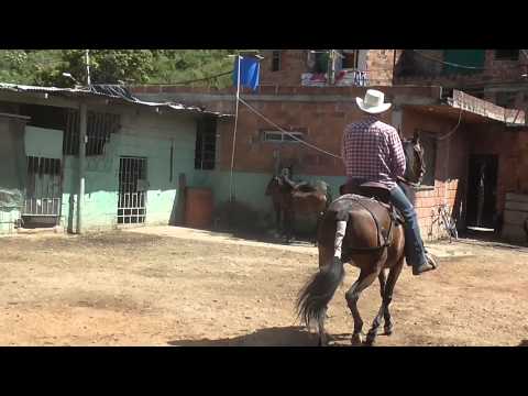 RELIQUIA DE SAN MARINO DOBLE TAYRONA DEL PASO