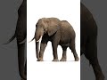 Sound Effects Elephant Trumpet