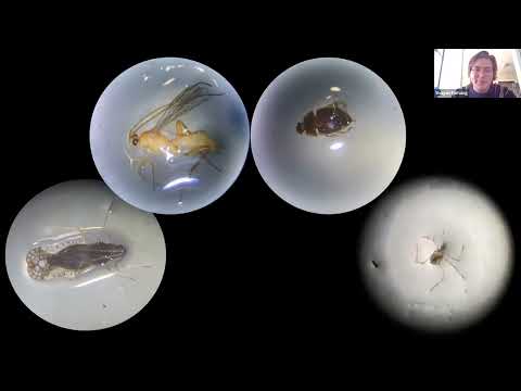 <p>Variation In Terrestrial Arthropod Communities Across Seasons And Differently Planted Infiltration Basins</p>