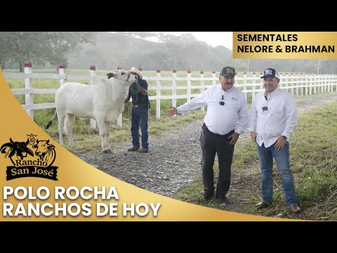 POLO ROCHA DE RANCHOS DE HOY EN RANCHO SAN JOSÉ/ PROSPECTOS DE SEMENTALES BRAHMAN Y NELORE