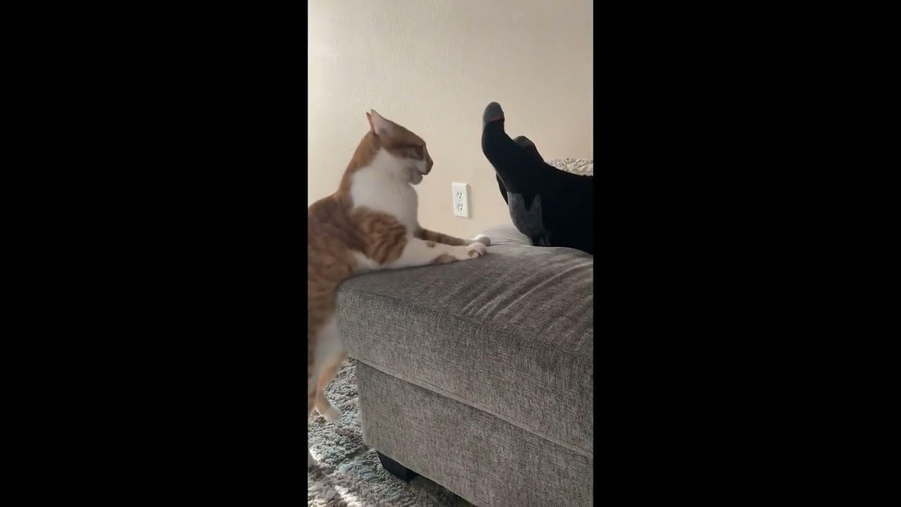 Orange Cat Versus Feet || ViralHog